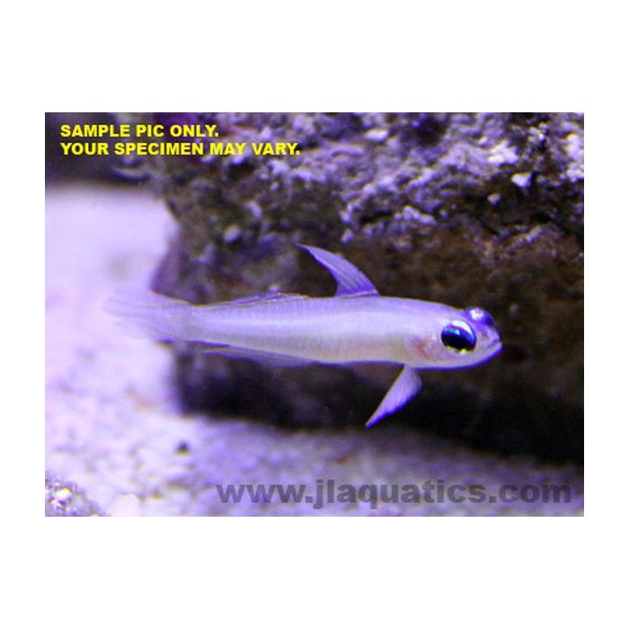 Buy Dart (Fairy) Goby (Asia Pacific) in Canada for as low as 32.95