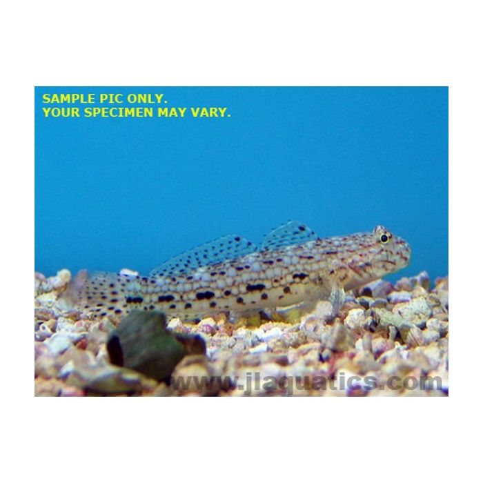 Buy Decorated Goby (Asia Pacific) in Canada for as low as 36.95