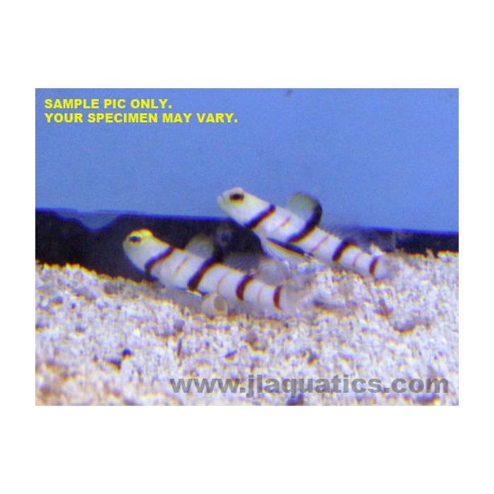 Buy Dracula Goby (South Pacific) in Canada for as low as 201.45