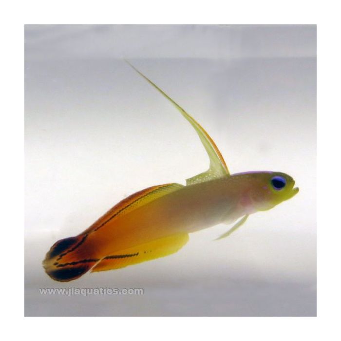 Buy Firefish Goby (Asia Pacific) in Canada for as low as 31.45