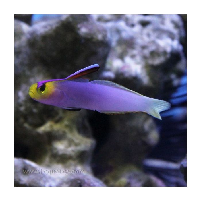 Buy Helfrich's Firefish Goby (South Pacific) in Canada for as low as 159.95