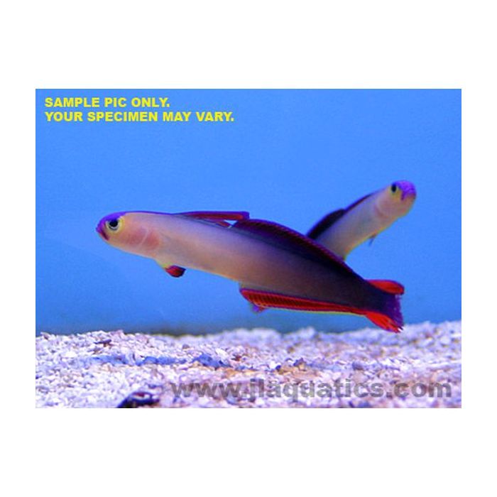 Buy Purple Firefish Goby (Asia Pacific) in Canada for as low as 58.45