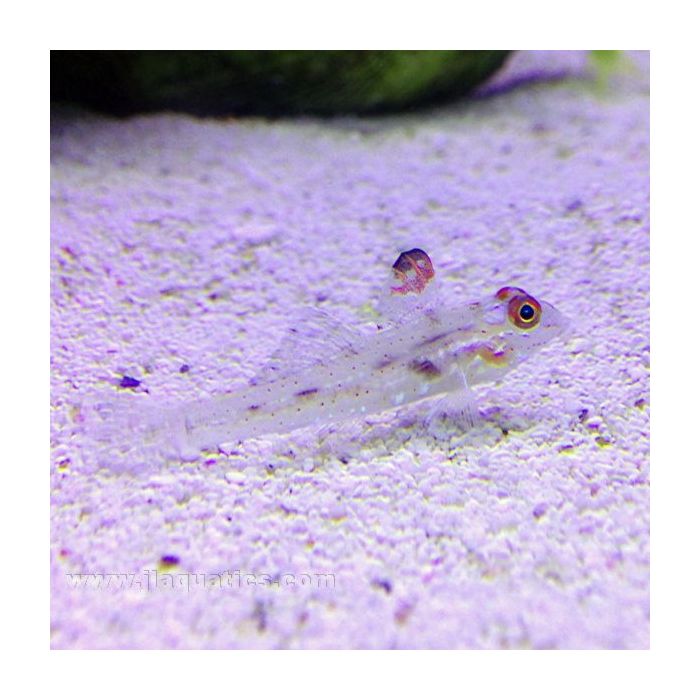 Buy Flasher Fin Goby (Asia Pacific) in Canada for as low as 25.45