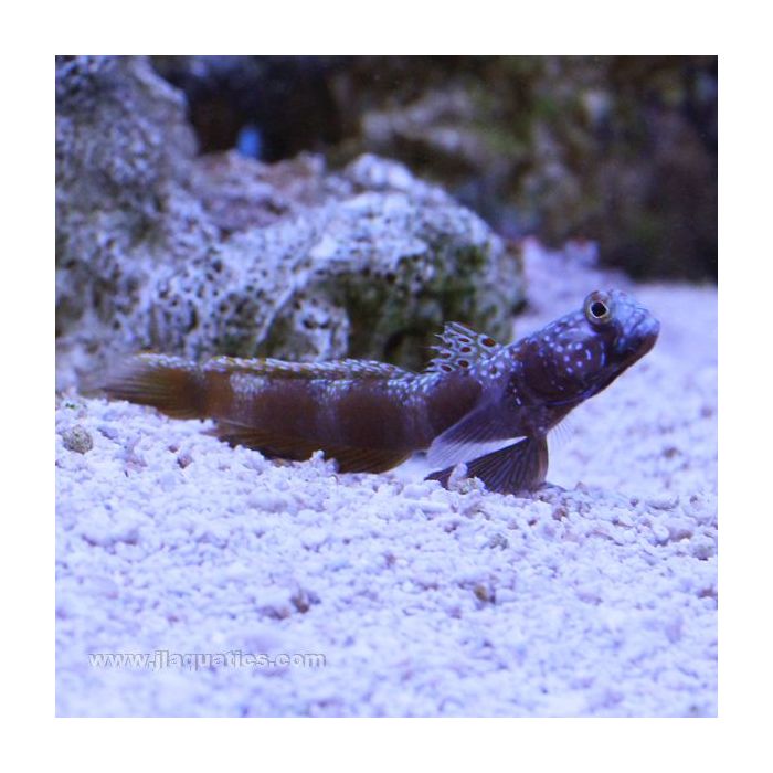 Buy Metallic Shrimp Goby (Asia Pacific) in Canada for as low as 26.45