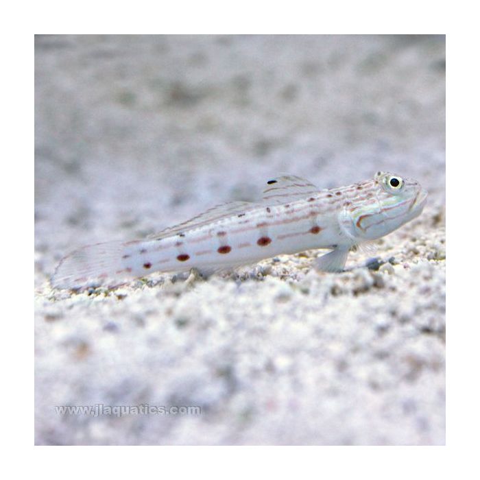 Buy Mural Goby (Asia Pacific) in Canada for as low as 21.95