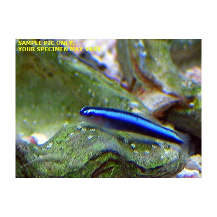 Buy Neon Goby (Tank Raised) in Canada for as low as 30.95