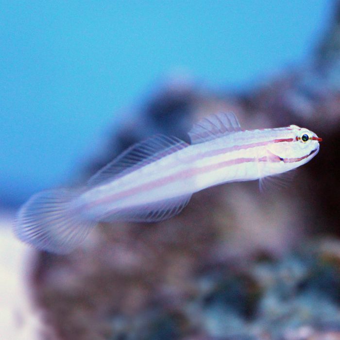 Buy Nocturnal Goby (Asia Pacific) in Canada for as low as 39.45