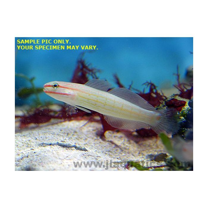 Buy Orange Stripe Goby (Asia Pacific) in Canada for as low as 29.95
