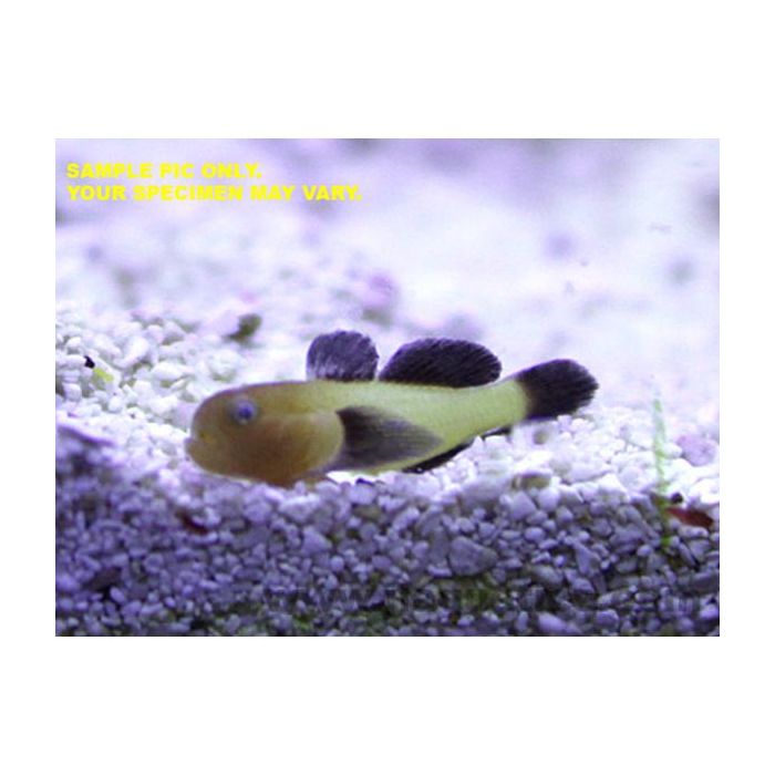 Buy Panda Goby (Asia Pacific) in Canada for as low as 38.45