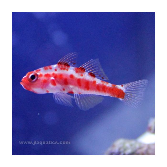 Buy Pygmy (Assorted) Goby (Asia Pacific) in Canada for as low as 21.45