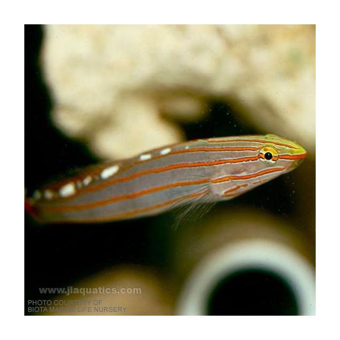 Buy Biota Rainford's Goby (Asia Pacific) in Canada for as low as 33.45