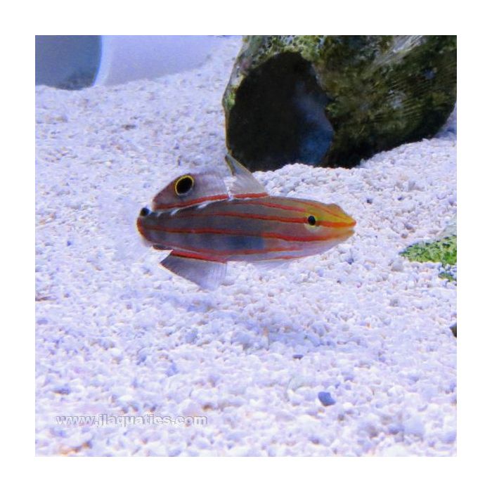 Buy Rainford's Goby (Asia Pacific) in Canada for as low as 40.95