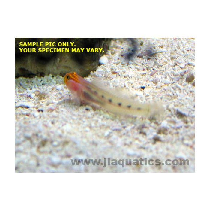 Buy Redhead Goby (West Pacific) in Canada for as low as 36.95
