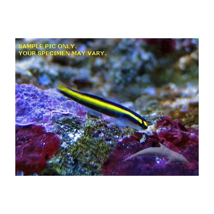 Buy Sharknose Goby (Tank Raised) in Canada for as low as 35.45
