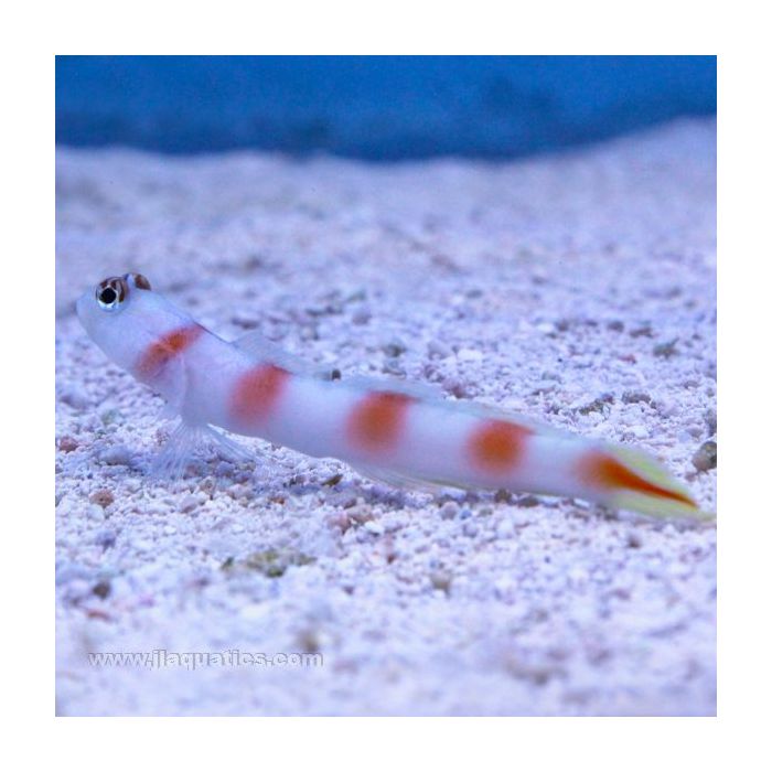 Buy Flagtail Shrimp Goby (Asia Pacific) in Canada for as low as 29.45