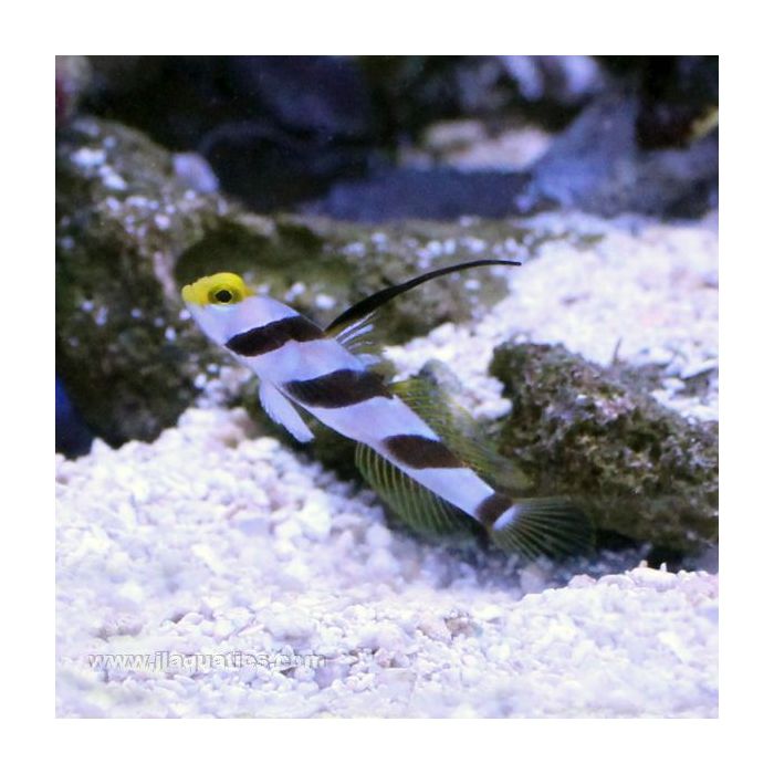 Buy Highfin Shrimp Goby (Asia Pacific) in Canada for as low as 29.45