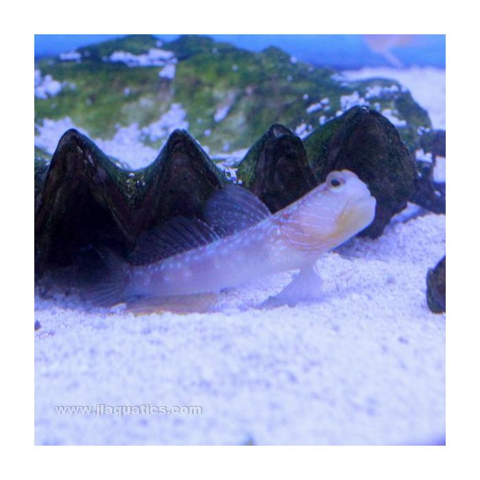 Buy Lagoon Shrimp Goby (Asia Pacific) in Canada for as low as 28.95
