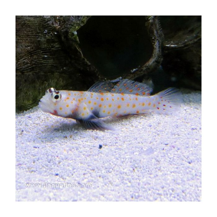 Buy Orange Spot Shrimp Goby (Asia Pacific) in Canada for as low as 27.45