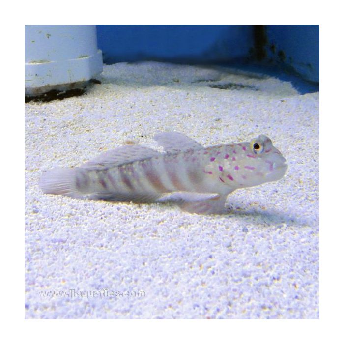 Buy Pink Spot Shrimp Goby (Asia Pacific) in Canada for as low as 28.95