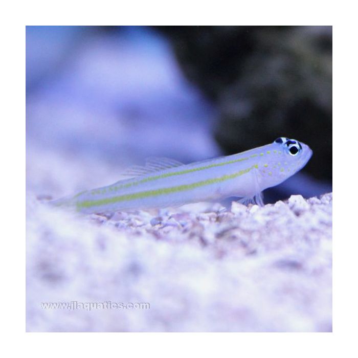Buy Yellow Lined Shrimp Goby (Asia Pacific) in Canada for as low as 32.95