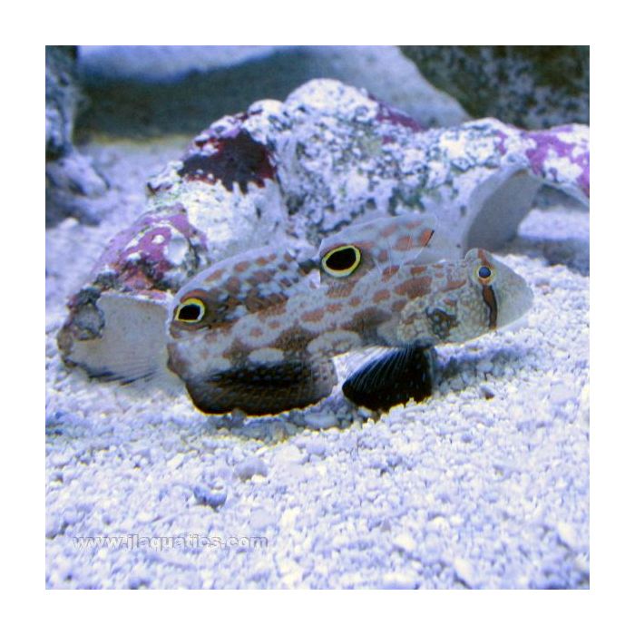 Buy Signal Goby (Asia Pacific) in Canada for as low as 26.95
