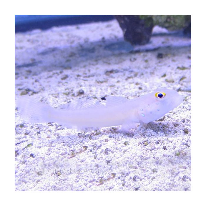 Buy Six Spot Sleeper Goby (Indian Ocean) in Canada for as low as 39.45