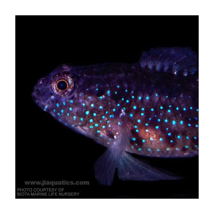 Buy Biota Starry Goby (Asia Pacific) in Canada for as low as 51.95