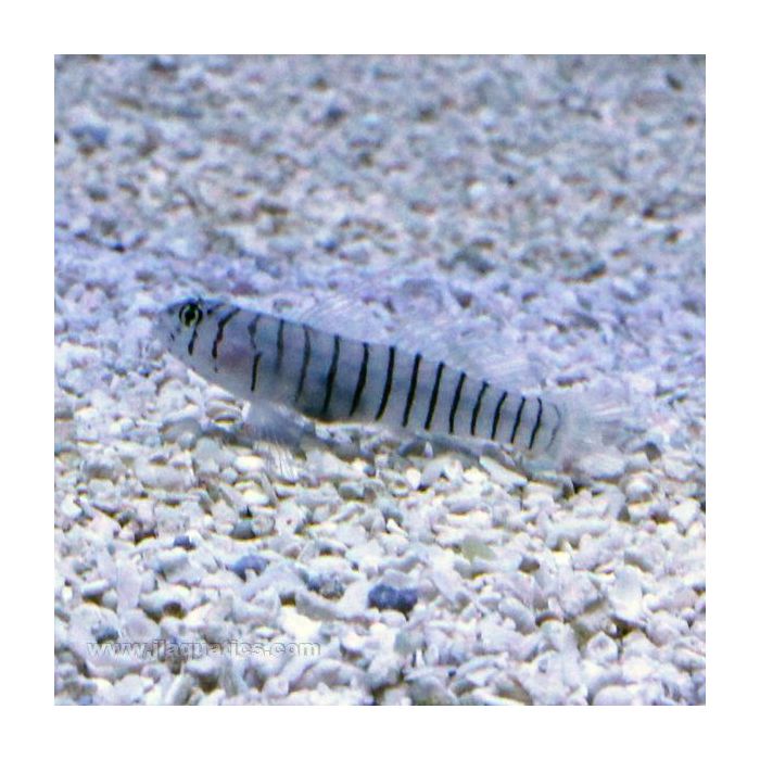 Buy Tiger Goby (Tank Raised) in Canada for as low as 32.45