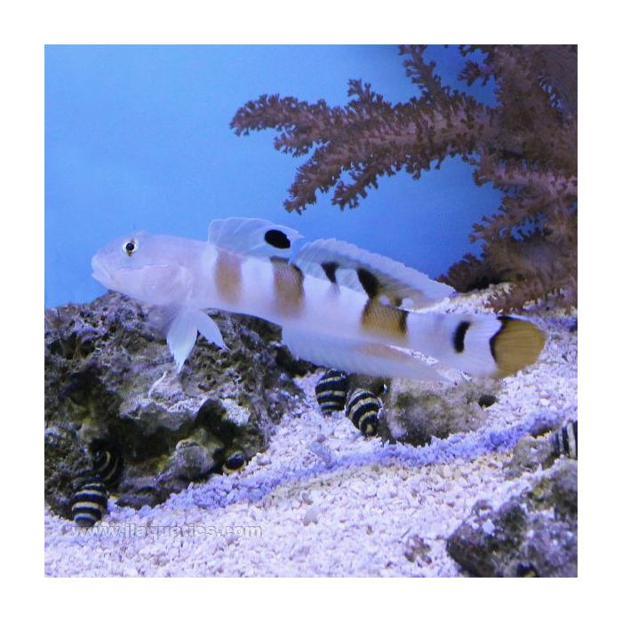 Buy Tiger Sleeper Goby (Indian Ocean) in Canada for as low as 51.95