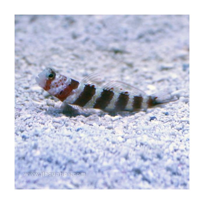 Buy Wheeler's Prawn Goby (Asia Pacific) in Canada for as low as 27.45