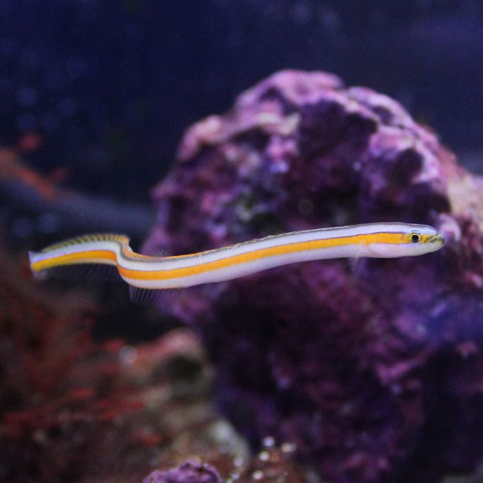 Buy Curious Wormfish Goby (Asia Pacific) in Canada for as low as 106.95
