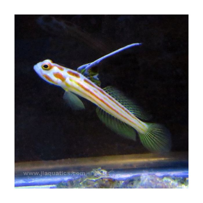 Buy Yasha Ray Goby (Asia Pacific) in Canada for as low as 97.45