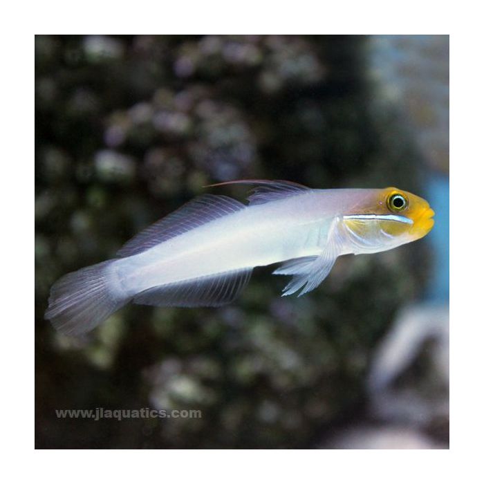 Buy Yellow Head Sleeper Goby (Asia Pacific) in Canada for as low as 38.95