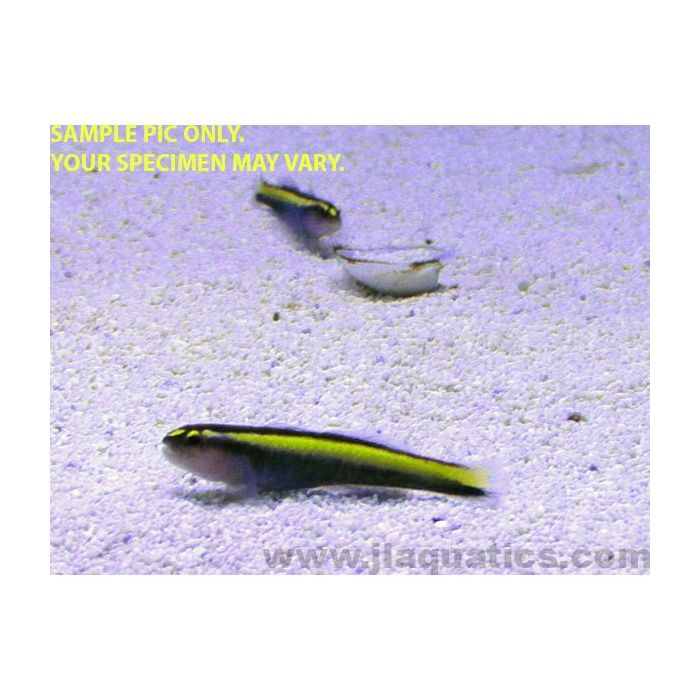 Buy Yellow Line Goby (Tank Raised) in Canada for as low as 35.45