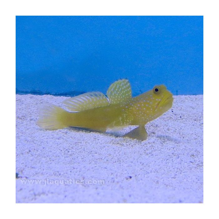 Buy Yellow Watchman Goby (Asia Pacific) in Canada for as low as 31.45