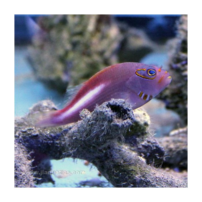 Buy Arc Eye Hawkfish (South Pacific) in Canada for as low as 59.45