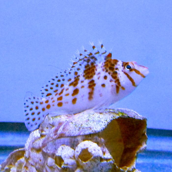 Buy Falco Hawkfish (Asia Pacific) in Canada for as low as 39.45
