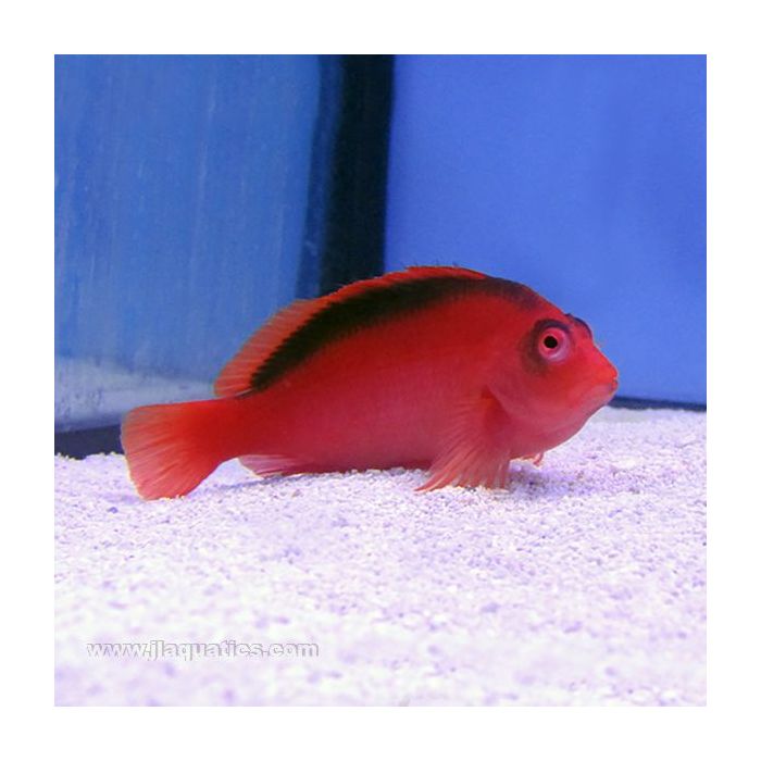 Buy Flame Hawkfish (South Pacific) in Canada for as low as 79.95