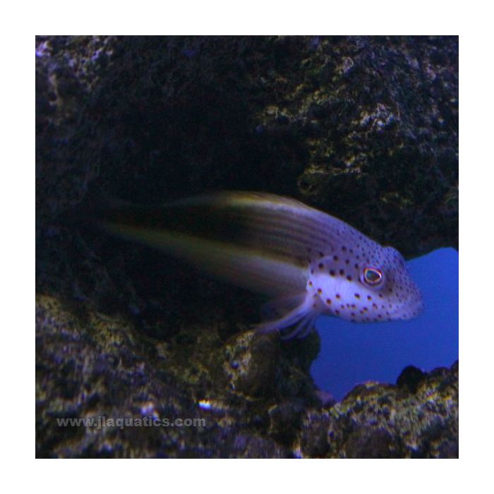 Buy Foster's Hawkfish (South Pacific) in Canada for as low as 64.95