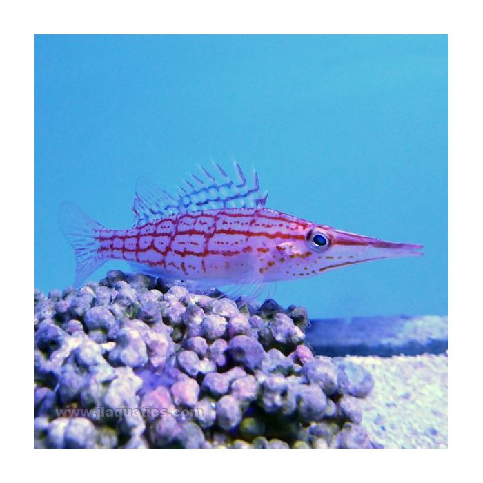 Buy Longnose Hawkfish (Asia Pacific) in Canada for as low as 69.45