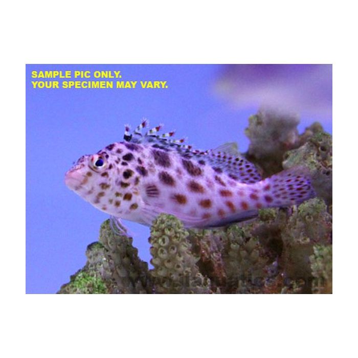 Buy Speckled Hawkfish (Asia Pacific) in Canada for as low as 35.95
