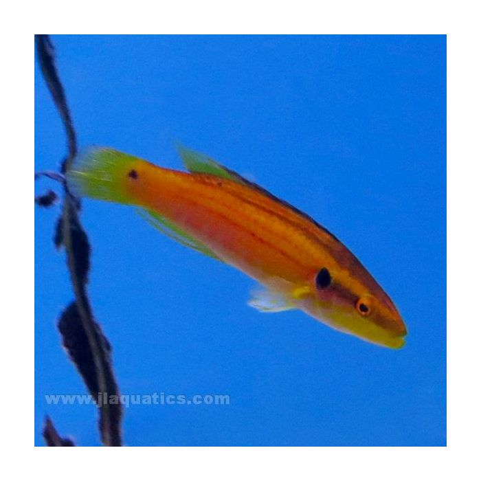 Buy Candy Stripe Hogfish (Asia Pacific) in Canada for as low as 76.45