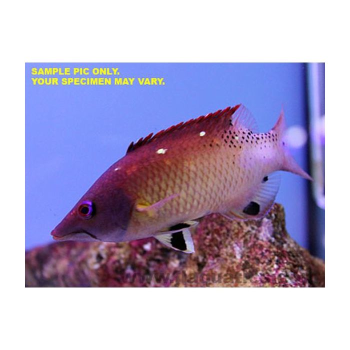 Buy Diana's Hogfish (Asia Pacific) in Canada for as low as 39.45