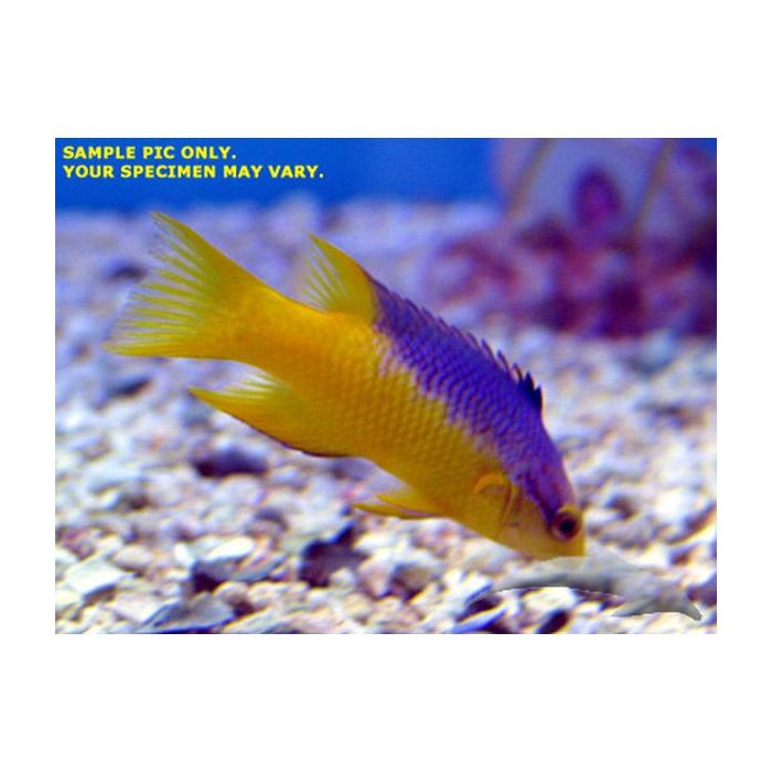 Buy Spanish Hogfish (Atlantic) in Canada for as low as 68.95