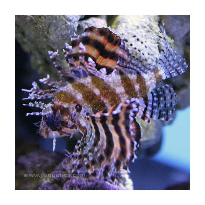 Buy Shortfin Lionfish (Asia Pacific) in Canada for as low as 55.95