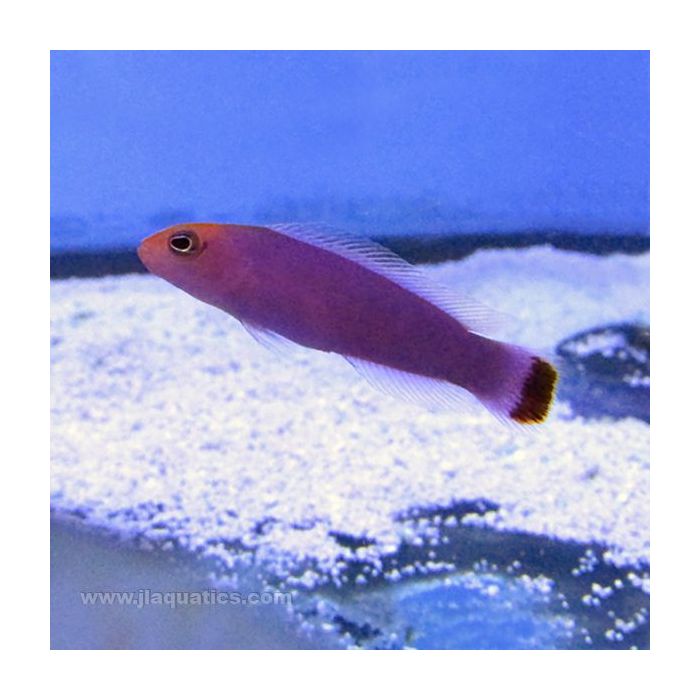 Buy Red Elongated Pseudochromis (Asia Pacific) in Canada for as low as 68.45