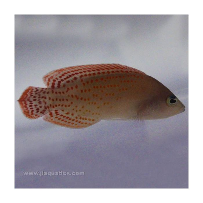 Buy Red Spot Pseudochromis - Male (Indian Ocean) in Canada for as low as 105.95