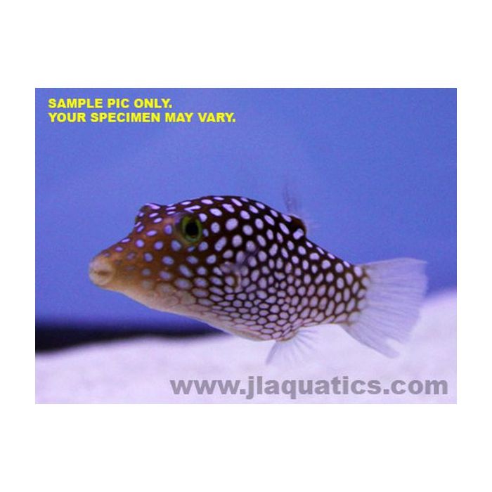 Buy Long Nose Puffer (Indian Ocean) in Canada for as low as 52.95