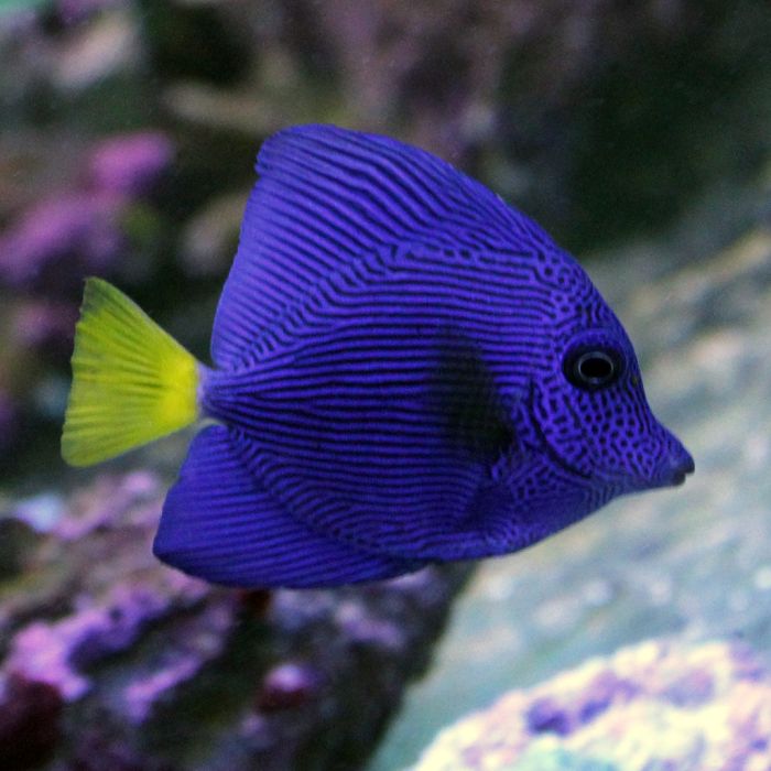 Buy Purple Tang (Red Sea) in Canada for as low as 135.45