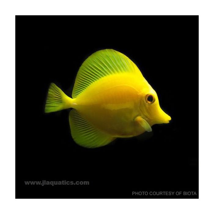 Buy Biota Yellow Tang (South Pacific) in Canada for as low as 240.45